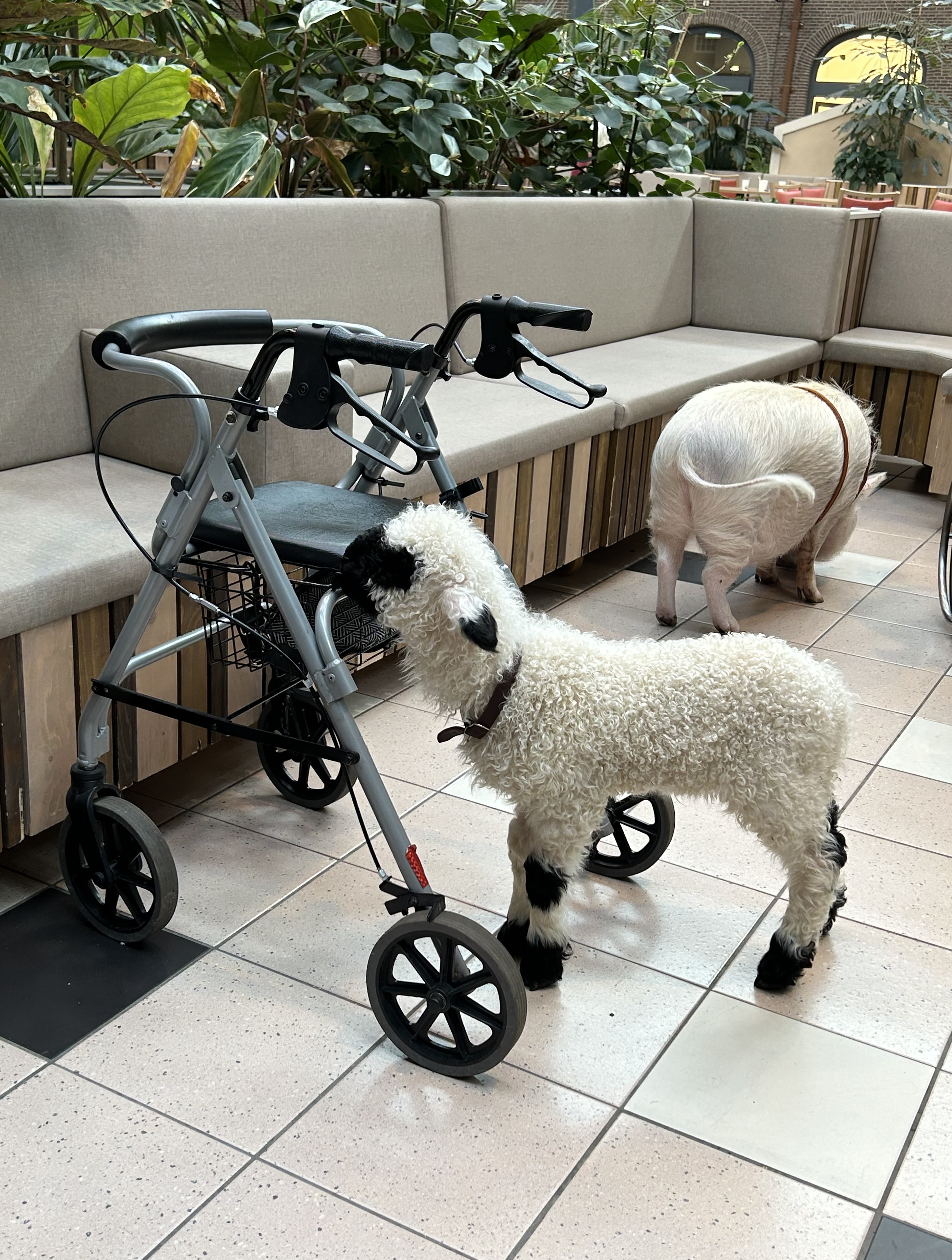 schaap